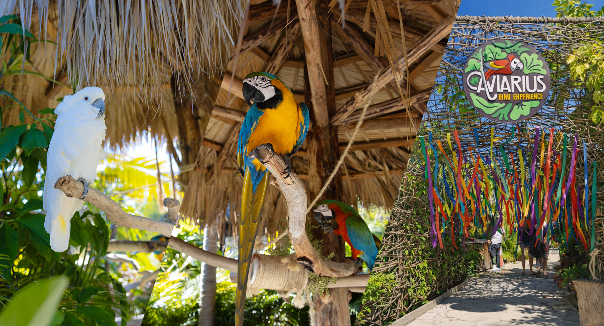 Banner Aviary